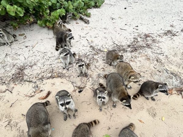 Raccoon Island Miami Tour | Aquarius Boat Rental & Wildlife Boat Trip - Vacation Adventure Raccoon Island Miami Tour | Aquarius Boat Rental & Wildlife Boat Trip