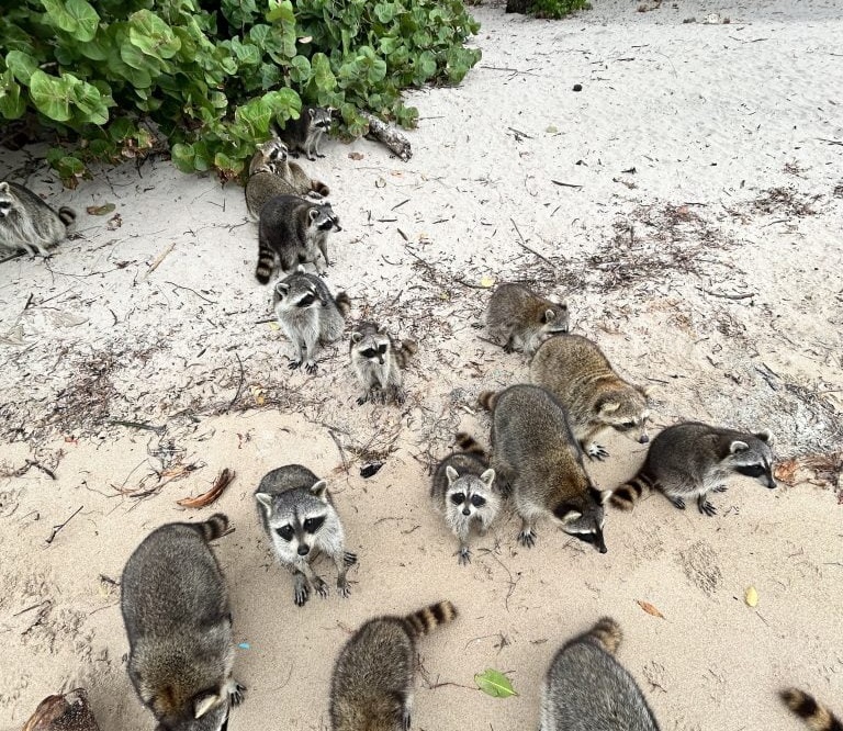 Raccoon Island Miami Tour | Aquarius Boat Rental & Wildlife Boat Trip